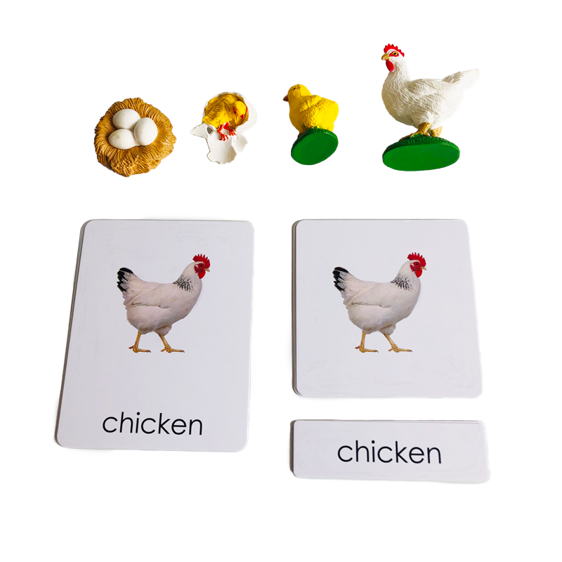 Kids Education Card - Cartões e modelos de animais de