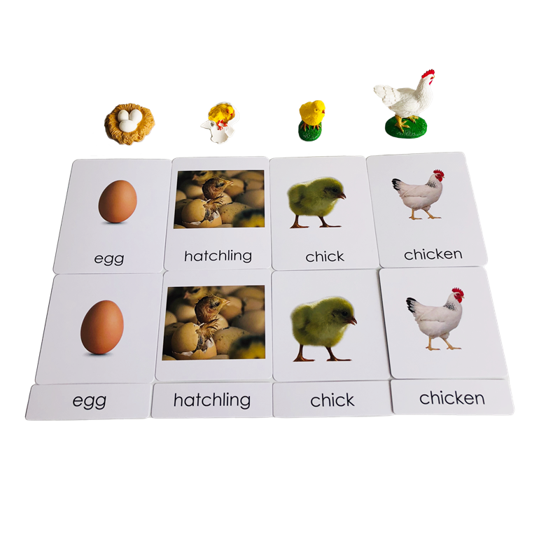 Cartões e modelos de animais d - Kids Education Card avaliação e preço